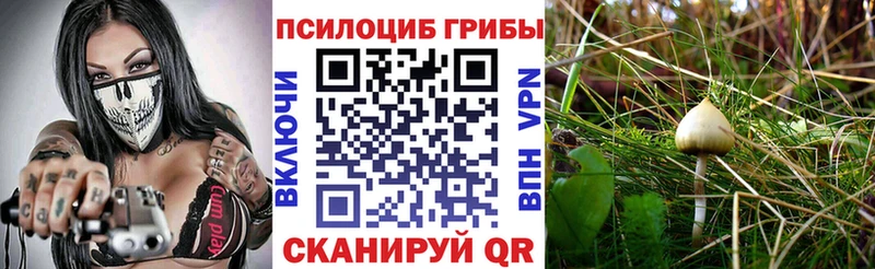 Псилоцибиновые грибы мицелий  дарк нет формула  Чкаловск 